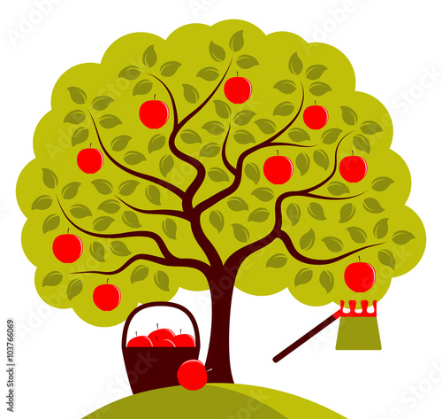 apple harvest