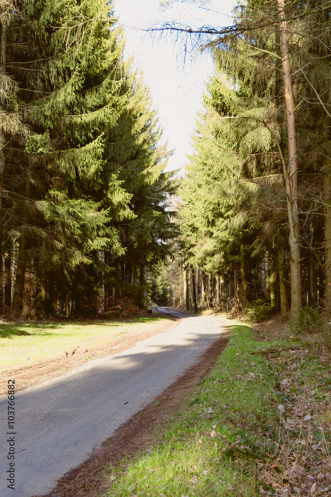 Country road through the forest Country road through the forest