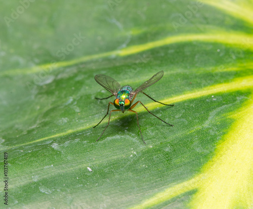 Green flies with long legs 