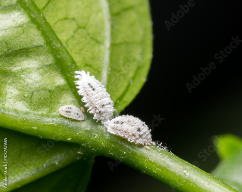 mealybug
