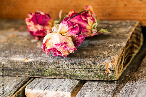 Dried roses and buds with wooden pieces texture