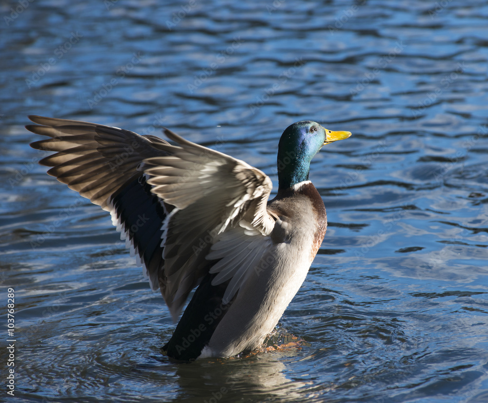 Fototapeta premium Erpel der Stockente (Anas platyrhynchos) schlägt im Wasser mit den Flügeln, Hessen, Deutschland 