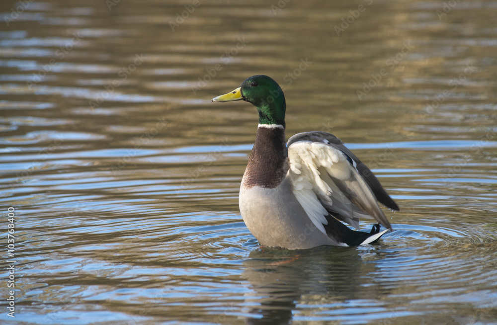 Obraz premium Erpel der Stockente (Anas platyrhynchos) schlägt im Wasser mit den Flügeln, Bergpark Wilhelmshöhe, Kassel, Hessen, Deutschland