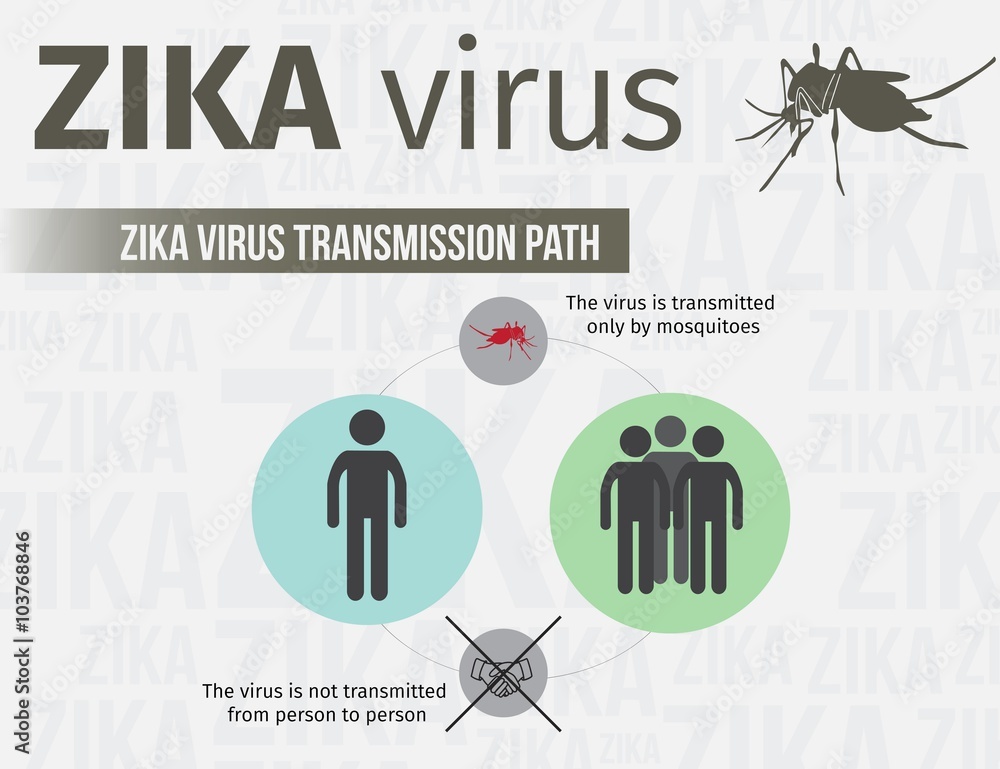 Zika virus infographic template include transmission path. EPS 10