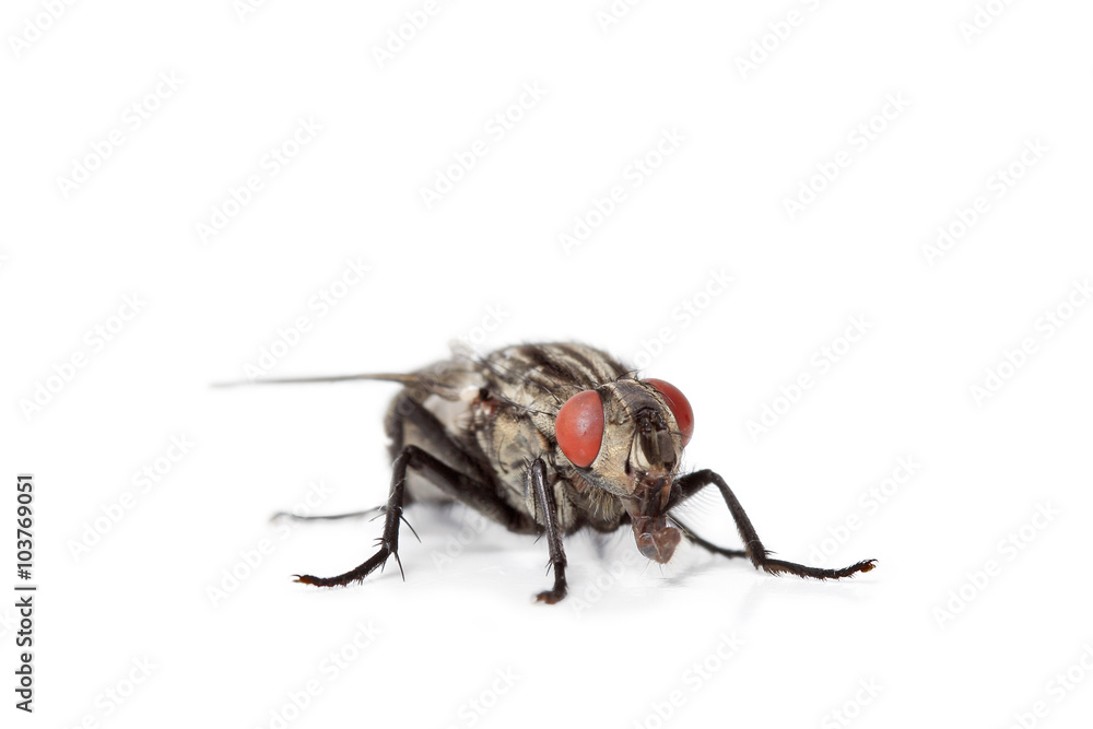 mouche domestique mouche domestique
