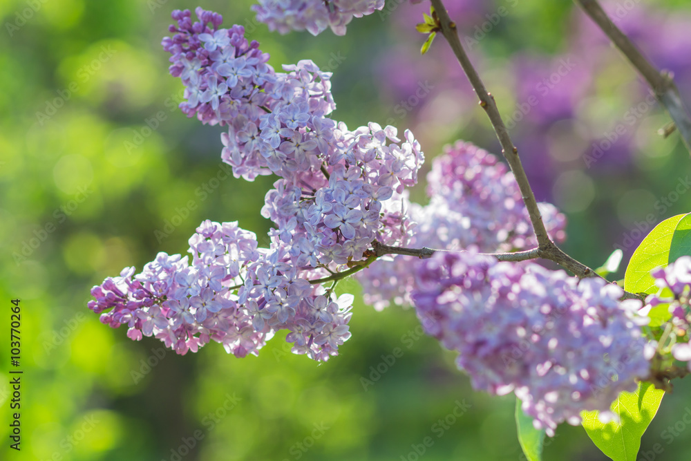 blooming lilac in the botanical garden