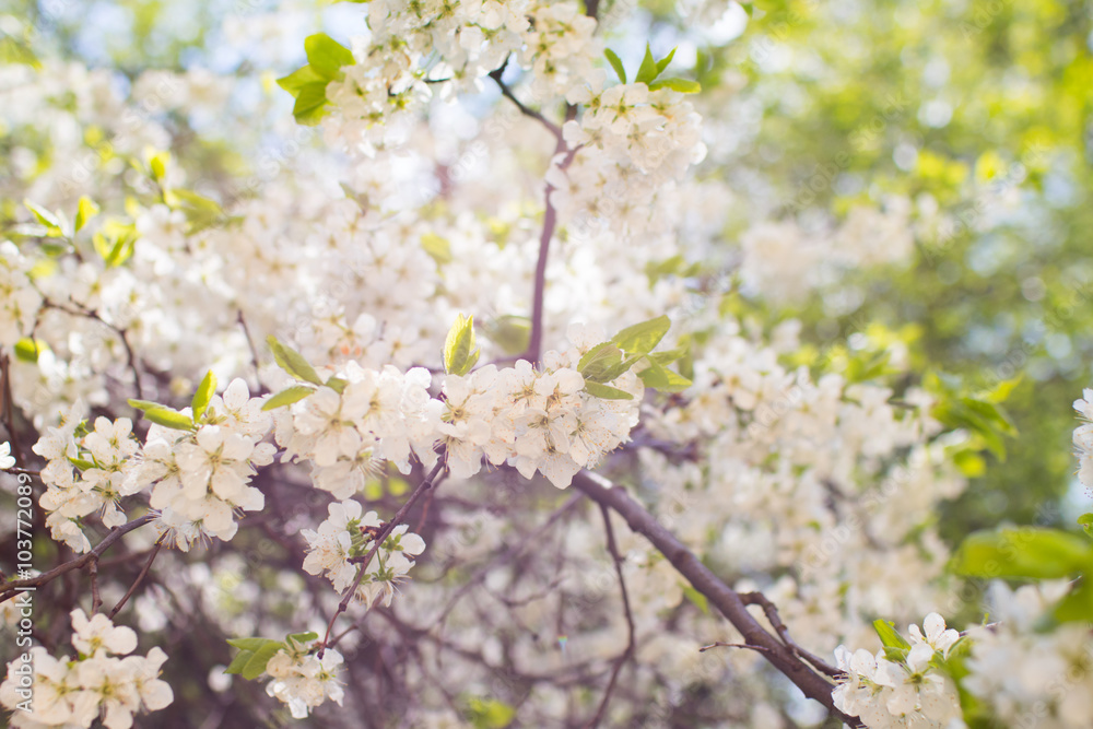 spring tree