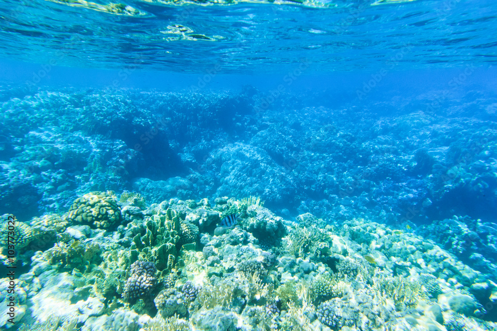 Tranquil underwater Tranquil underwater