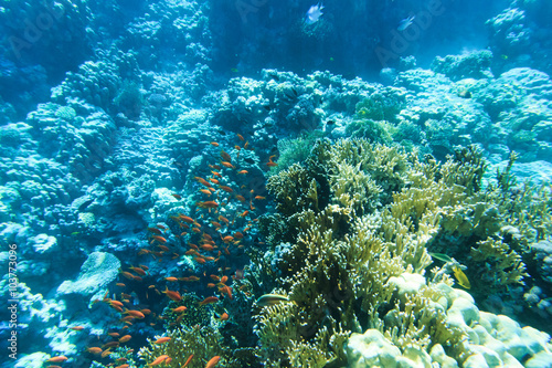 Tranquil underwater