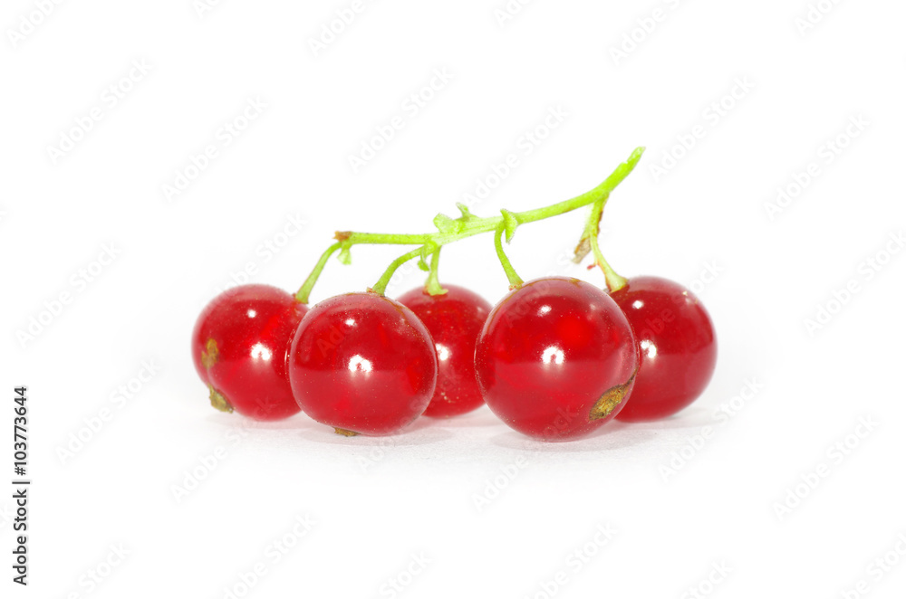 red currants on a white background red currants on a white background