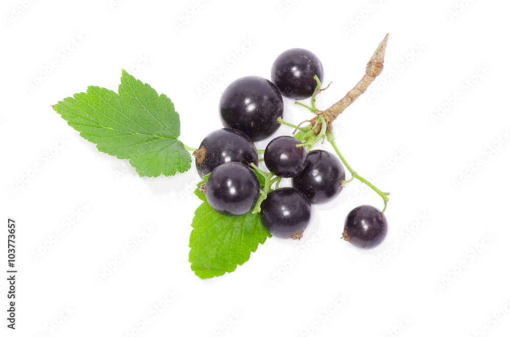 Fototapeta premium Black currant on the white background