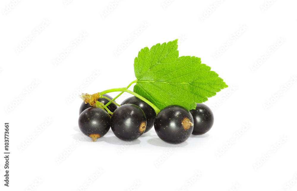 Black currant on the white background Black currant on the white background