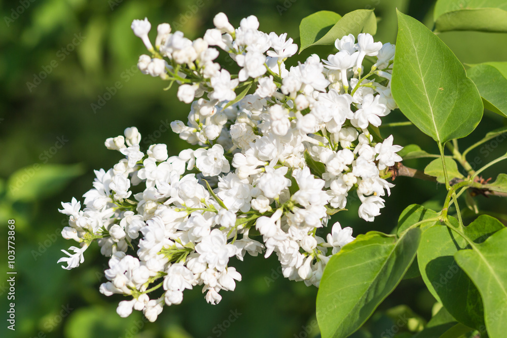 blooming lilac in the botanical garden blooming lilac in the botanical garden