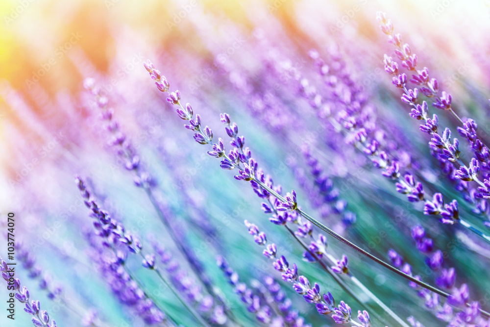 Fototapeta premium Lavender flower background