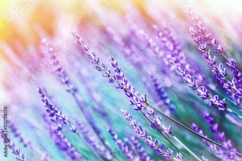 Lavender flower background