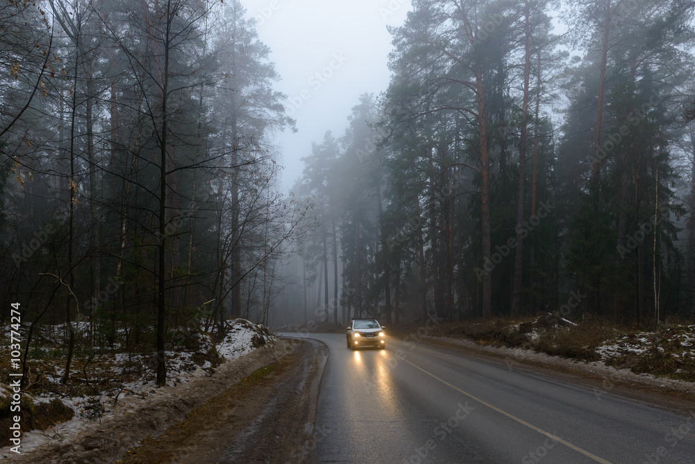 Obraz premium Туман в лесу