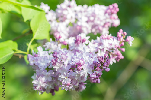 blooming lilac in the botanical garden