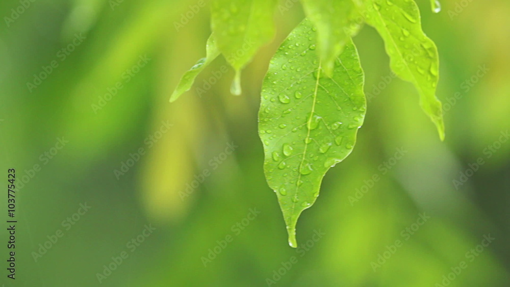 Raining in the jungle forest, raindrops on the leaves, closeup shot Raining in the jungle forest, raindrops on the leaves, closeup shot