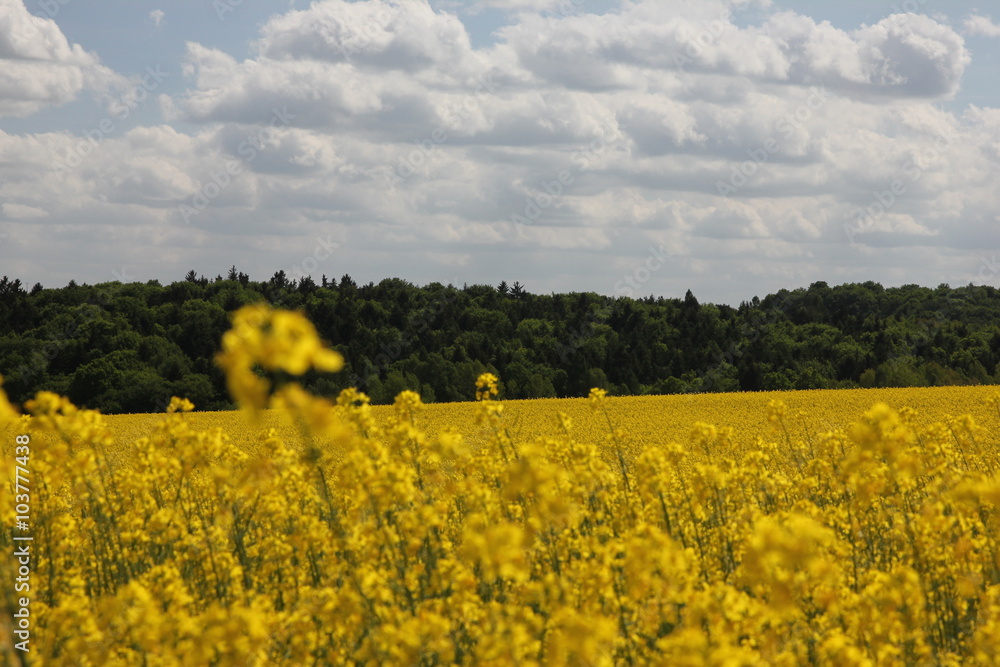 Yellow rapeseed field in summer