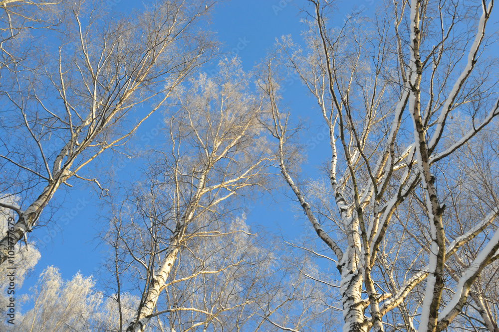 Winter landscape with trees. Winter landscape with trees.