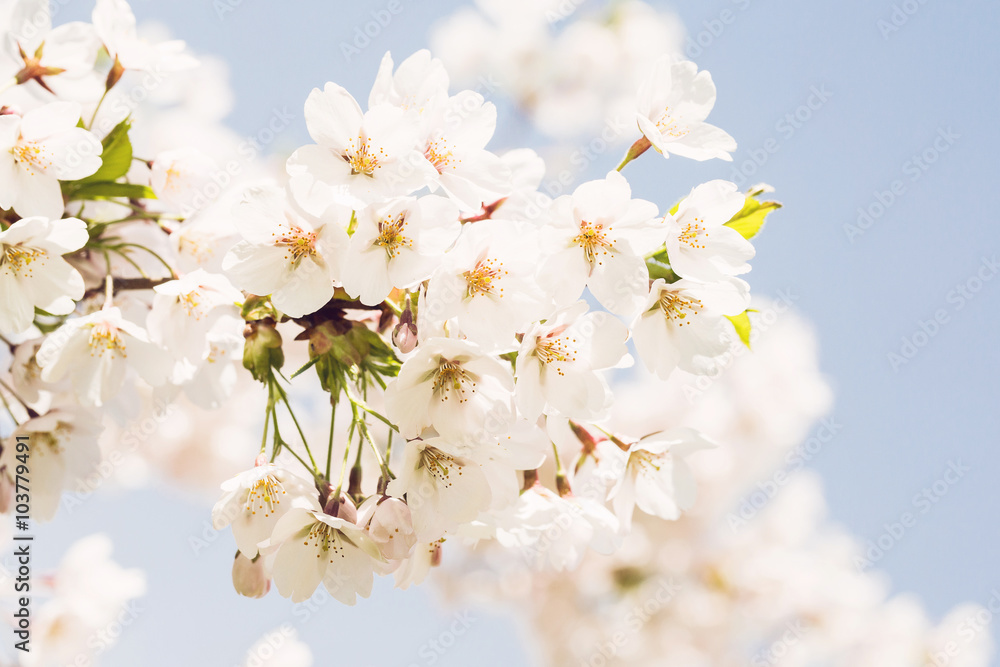 Blooming japan sakura flowers. Cherry tree branch. Selective focus Blooming japan sakura flowers. Cherry tree branch. Selective focus