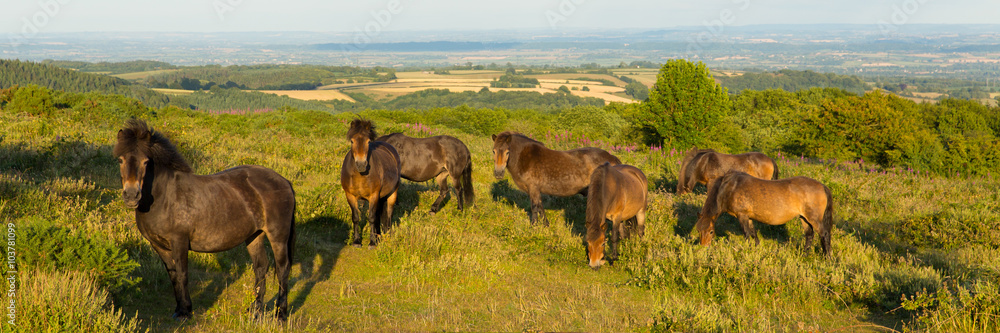 Fototapeta premium Wild ponies Quantock Hills Somerset England UK countryside views panoramic view