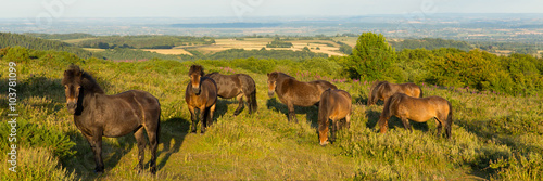 Wild ponies Quantock Hills Somerset England UK countryside views panoramic view