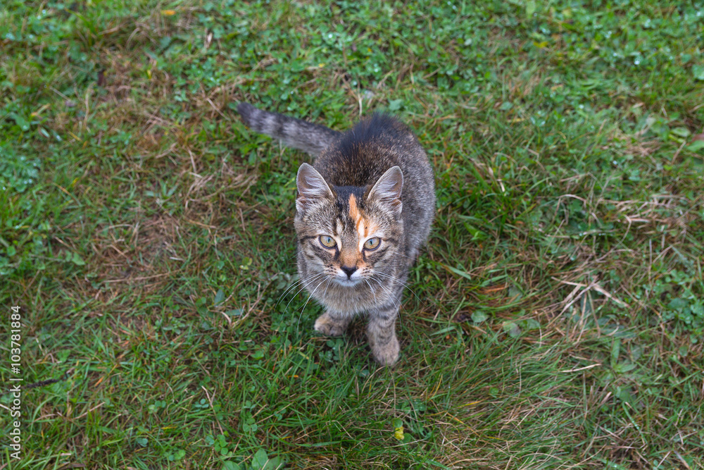Obraz premium Homeless hungry kitten sitting on the grass. Animals