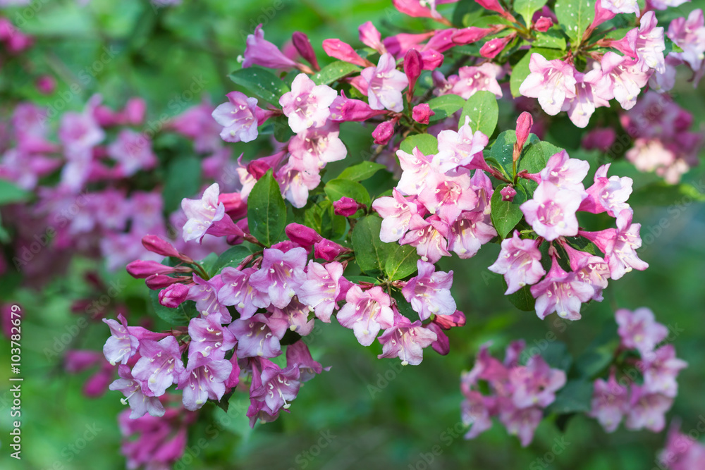 Weigela flowering branch in the botanical garden Weigela flowering branch in the botanical garden