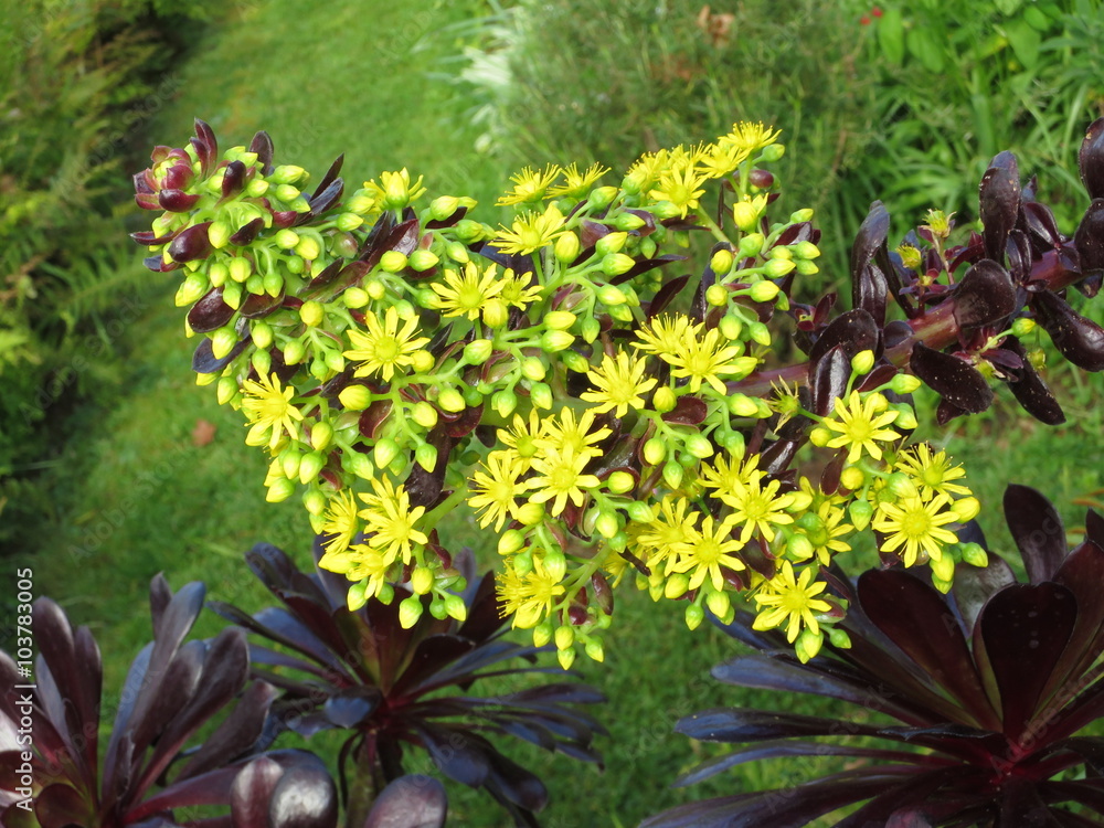 Ewigblatt (Aeonium arboreum Zwartkop) Ewigblatt (Aeonium arboreum Zwartkop)