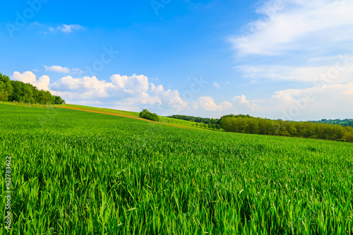 Green field in farming landscape of Burgenland  Austria