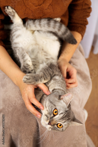 Woman holding lovely grey cat, close up