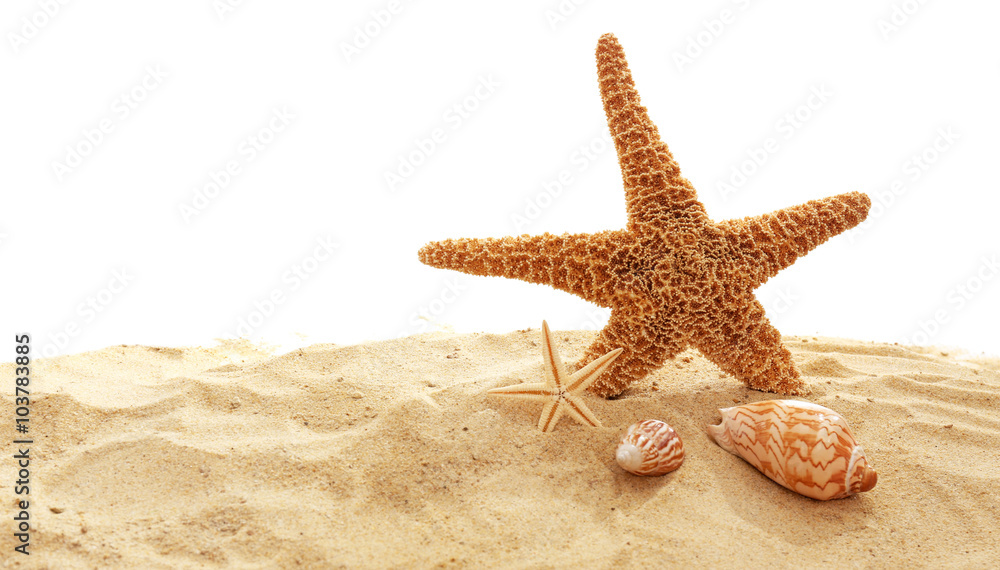 Starfish and shells on sand against white background Starfish and shells on sand against white background