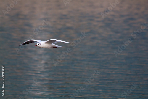 Seagull in Wroclaw