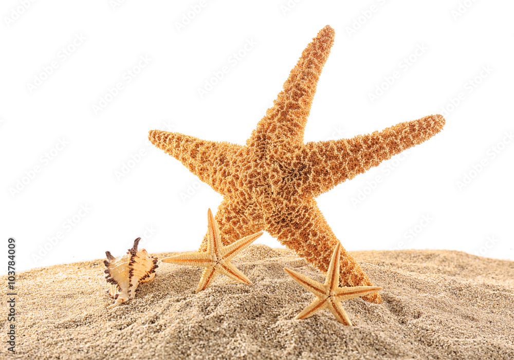 Sea star and shells isolated on white background Sea star and shells isolated on white background
