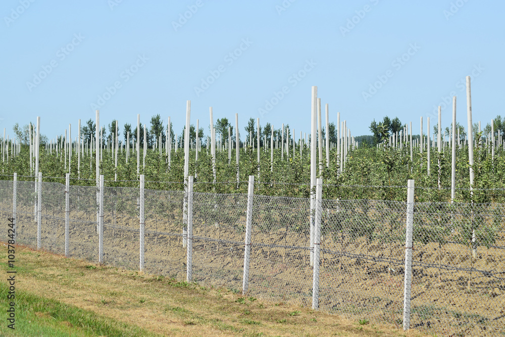 Fototapeta premium Young apple orchard