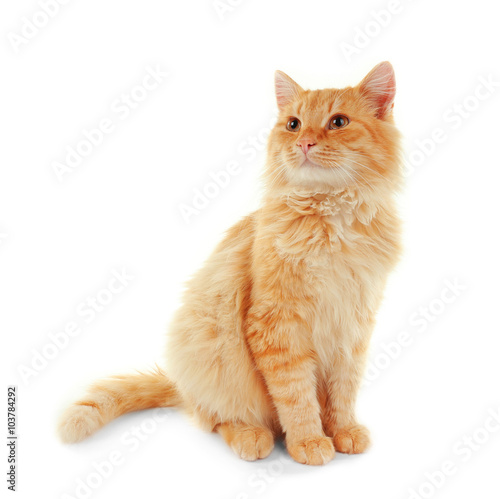 Fototapeta Fluffy red cat isolated on white background