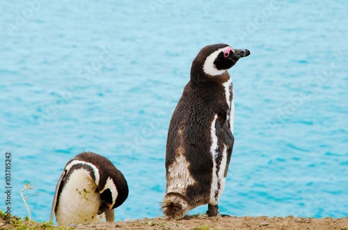 Close-up of two standing penguins at Punta Delgada in Península Valdés,