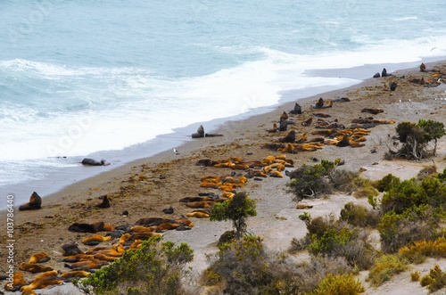 Sea lions are laying at the beach at Punta Norte in Península Valdés