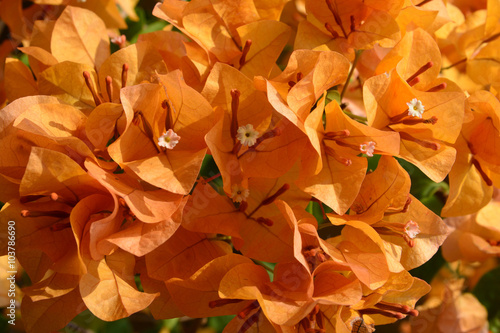 Bougaville flowers photo