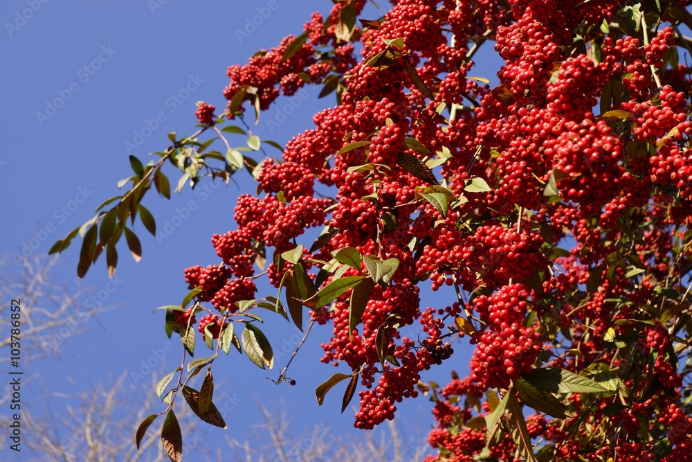 Firethorn - Pyracantha coccinea under blue sky Firethorn - Pyracantha coccinea under blue sky