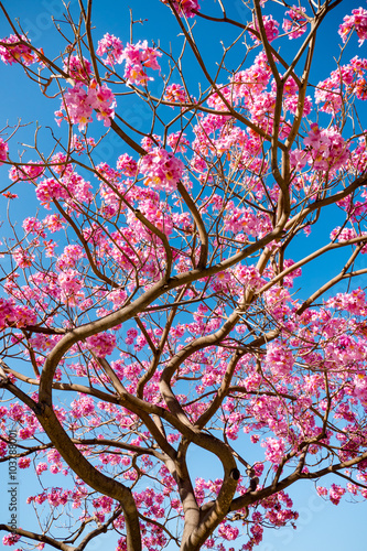 pink trumpet tree blossom and blue sky photo