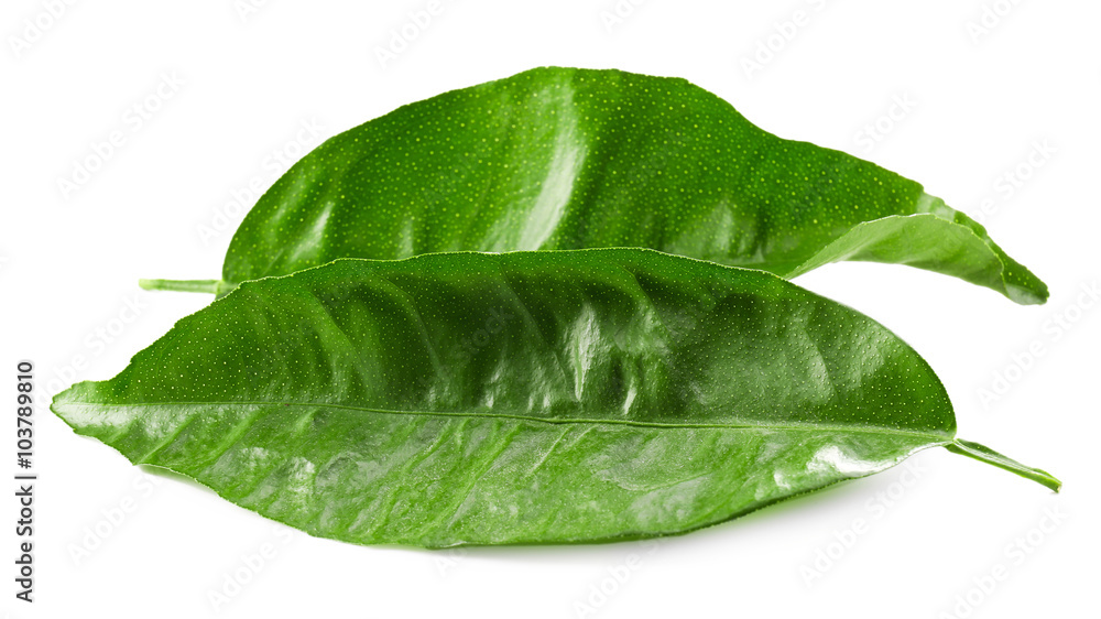 Fototapeta premium Green tea leaves, isolated on white