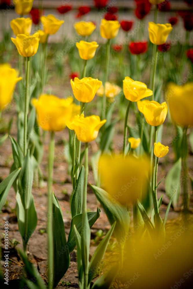 tulips, flowers in a flower bed, yellow tulips tulips, flowers in a flower bed, yellow tulips