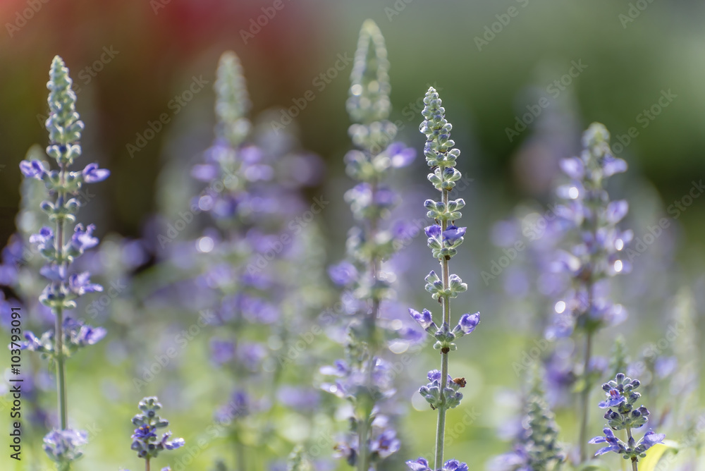Obraz premium Lavender Field (Soft Focus)