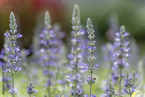 Lavender Field  Soft Focus 