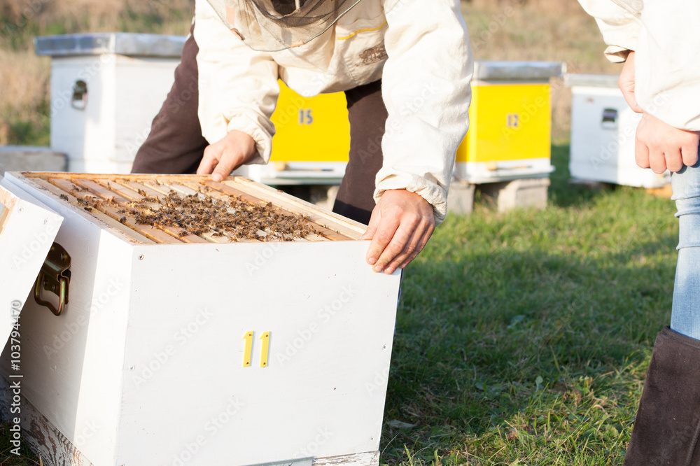 beekeeper collecting honey beekeeper collecting honey