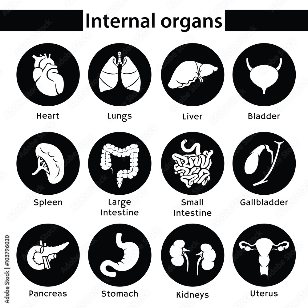 internal organs.