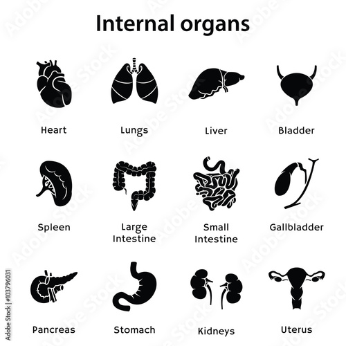 internal organs.