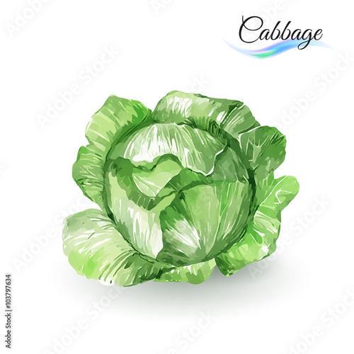 Cabbage